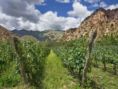 Wijngaard in de Calchaquí-vallei bij Cafayate, Argentinië, met bergen op de achtergrond.