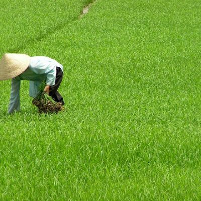 Vietnamese boer oogst rijst in een groen rijstveld tijdens een groepsrondreis Vietnam.