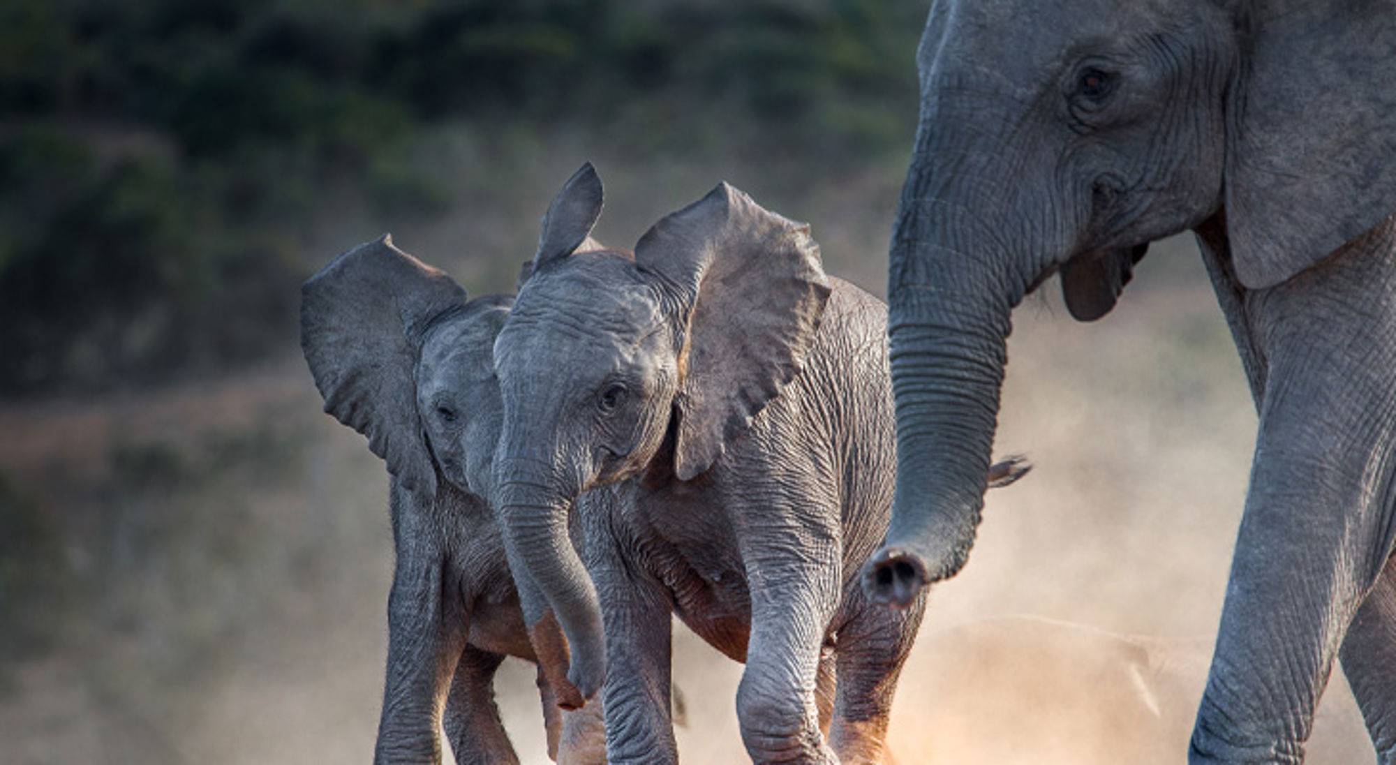 Olifanten Addo Elephant National Park Kudde olifanten met twee kalfjes in het wild in Zuid-Afrika.