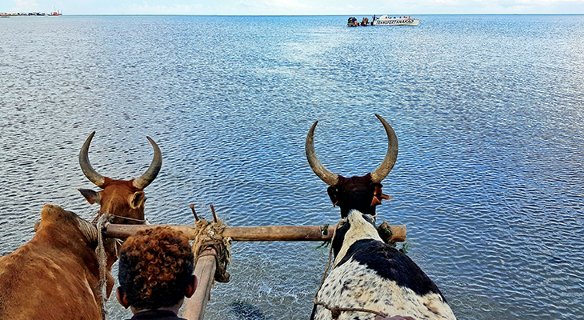 Twee ossen trekken een kar door ondiep water richting een boot op zee.