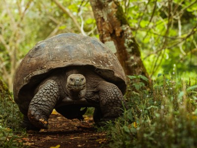 Reuzenschildpad op een bospad op de Galapagoseilanden.