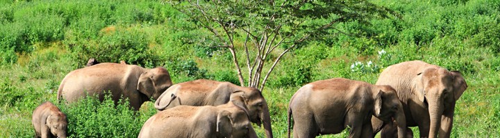 Kudde wilde olifanten in het groene Kaeng Krachan National Park, Thailand.