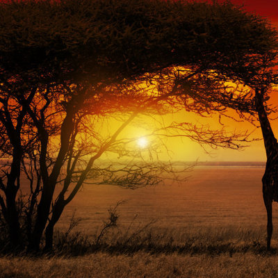 Giraffe bij een acaciaboom tijdens zonsondergang in het Krugerpark.