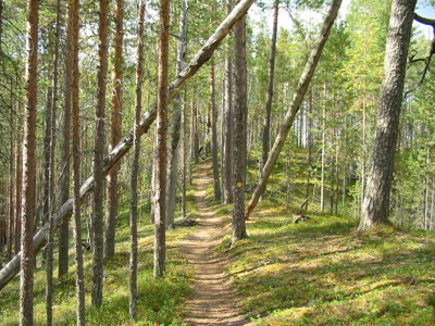Bospad door naaldbos in Lapland tijdens de 7-daagse route.