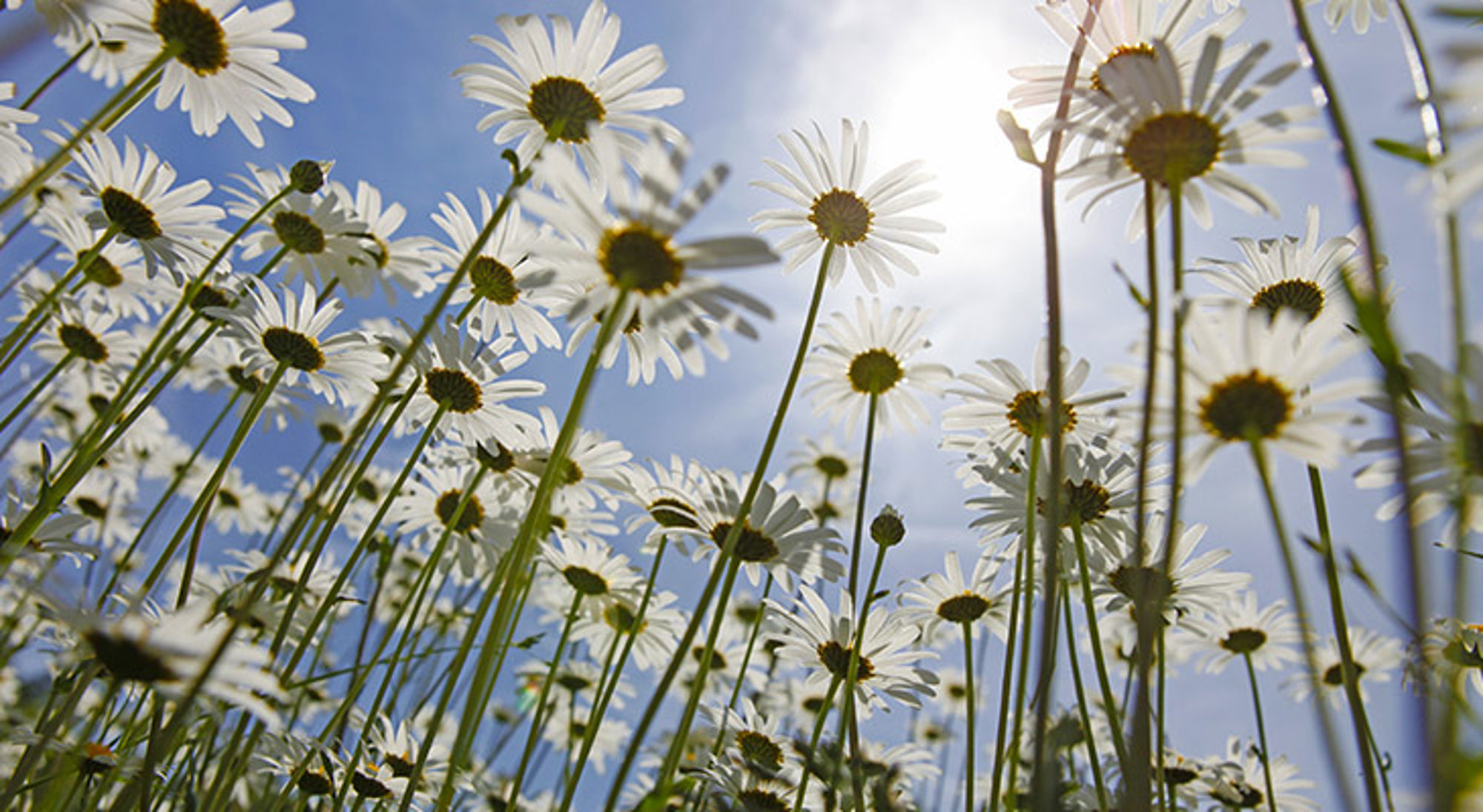 Witte margrieten in een veld tegen een blauwe lucht met zonlicht.