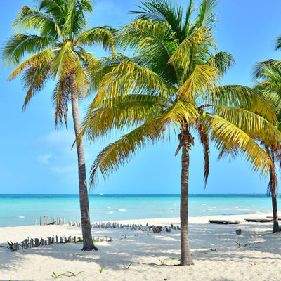 Palmbomen op een wit zandstrand aan de kust van Mexico tijdens een groepsrondreis.