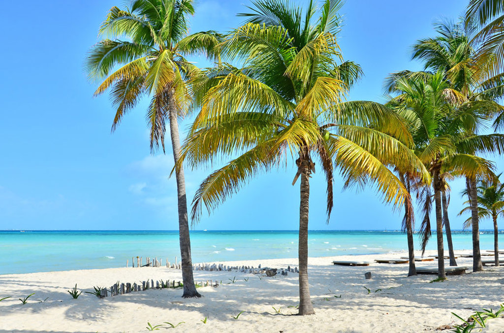 Palmbomen op een wit zandstrand aan de kust van Mexico tijdens een groepsrondreis.