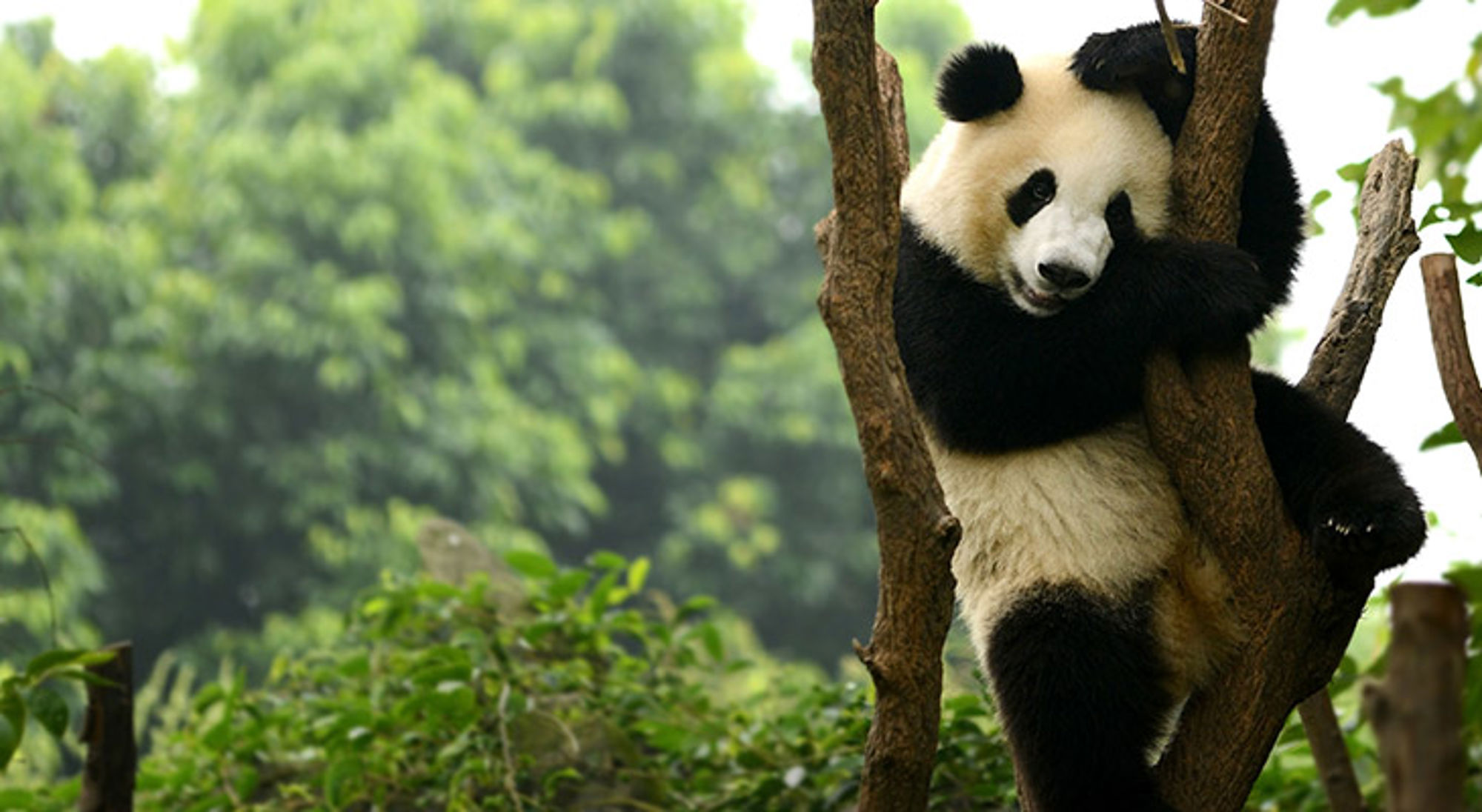 Reuzenpanda die in een boom klimt in een groen bos.