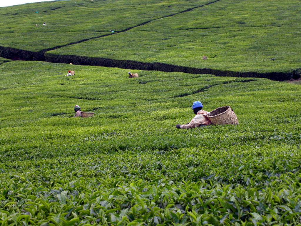 Plukkers in een groene theeplantage tijdens groepsrondreis Kenia, Tanzania en Zanzibar.