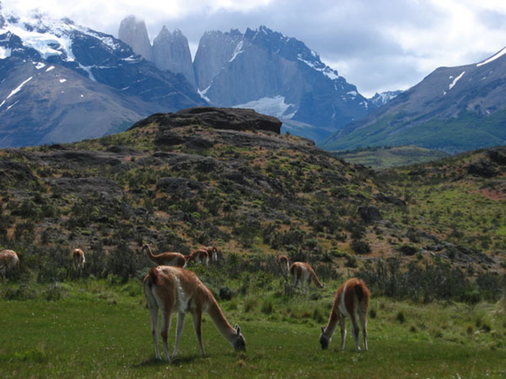 Guanaco’s grazen in Patagonië met de bergen van Torres del Paine op de achtergrond, tijdens een groepsrondreis Argentinië.
