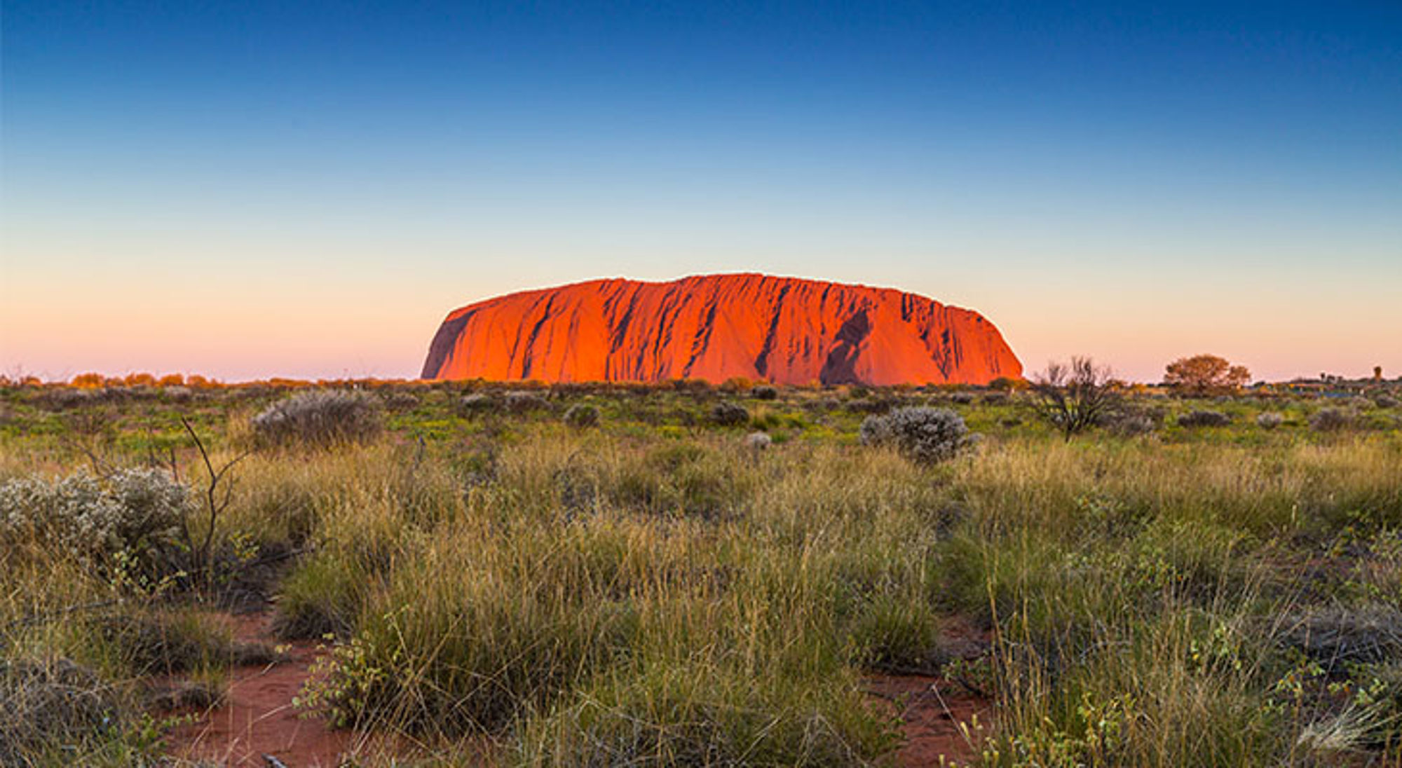 Uluru (Ayers Rock) bij zonsondergang, met rood oplichtende rots en struikgewas in de voorgrond.