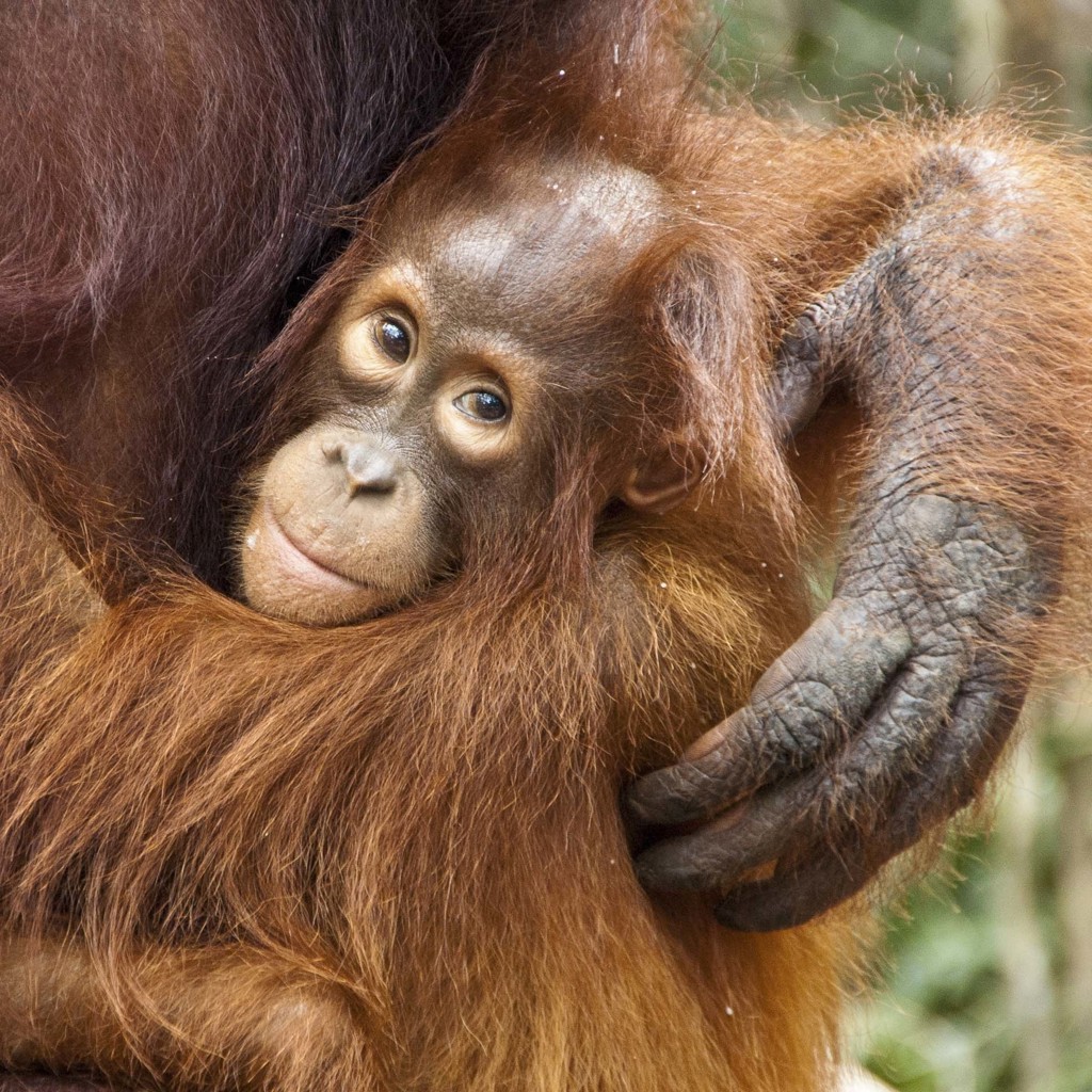 Jonge orang-oetan in Kalimantan, Indonesië, rustend met arm om zijn moeder.