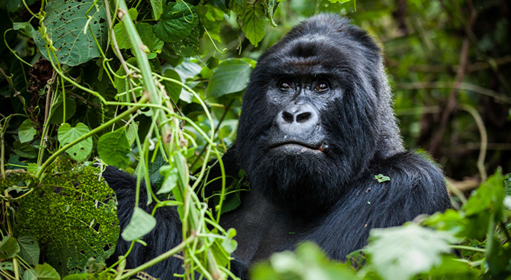 Uganda Berggorilla tussen het groene regenwoudblad en lianen, kijkend naar de camera.