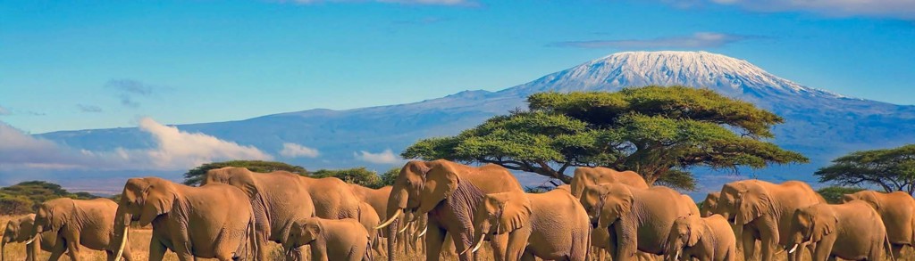 Olifantenkudde op de savanne met de besneeuwde Kilimanjaro op de achtergrond in Tanzania.