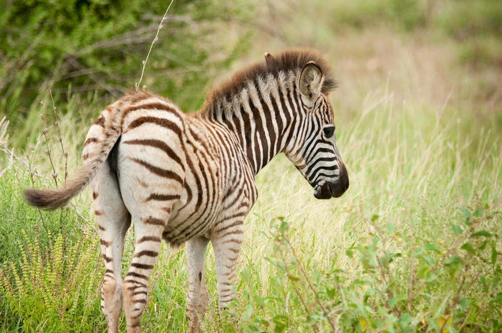 Zebraveulen in het gras tijdens een premium groepsrondreis door Zuid-Afrika.