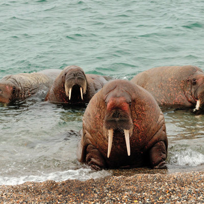 Walrussen met lange slagtanden in ondiep water bij de kust van Spitsbergen.
