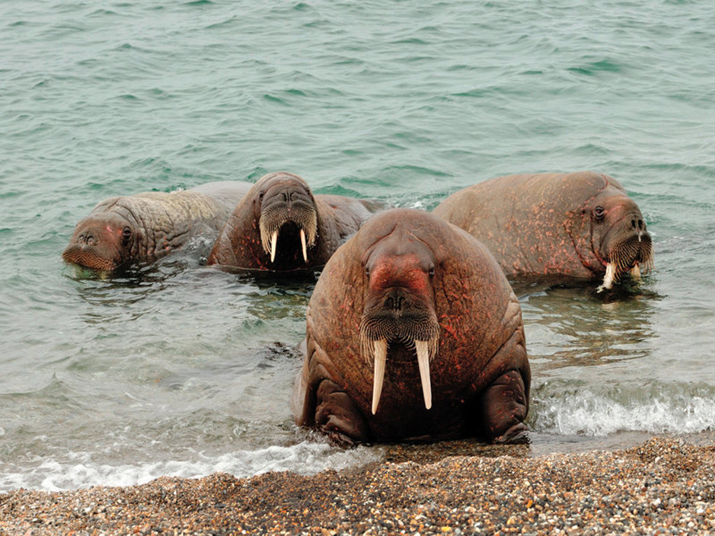 Walrussen met lange slagtanden in ondiep water bij de kust van Spitsbergen.