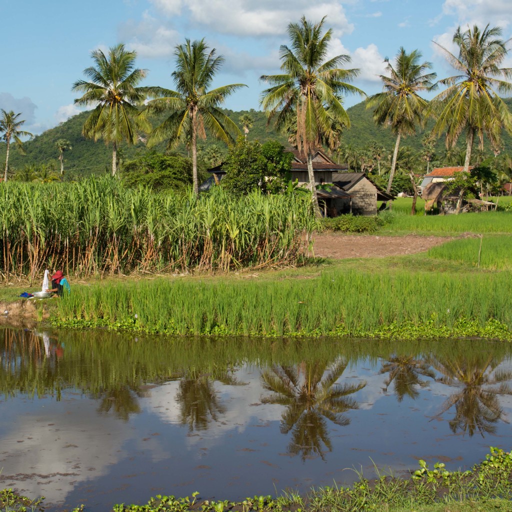 Rijstvelden met palmbomen en boerderijen in Cambodja, tijdens een groepsrondreis Cambodja en Thailand.