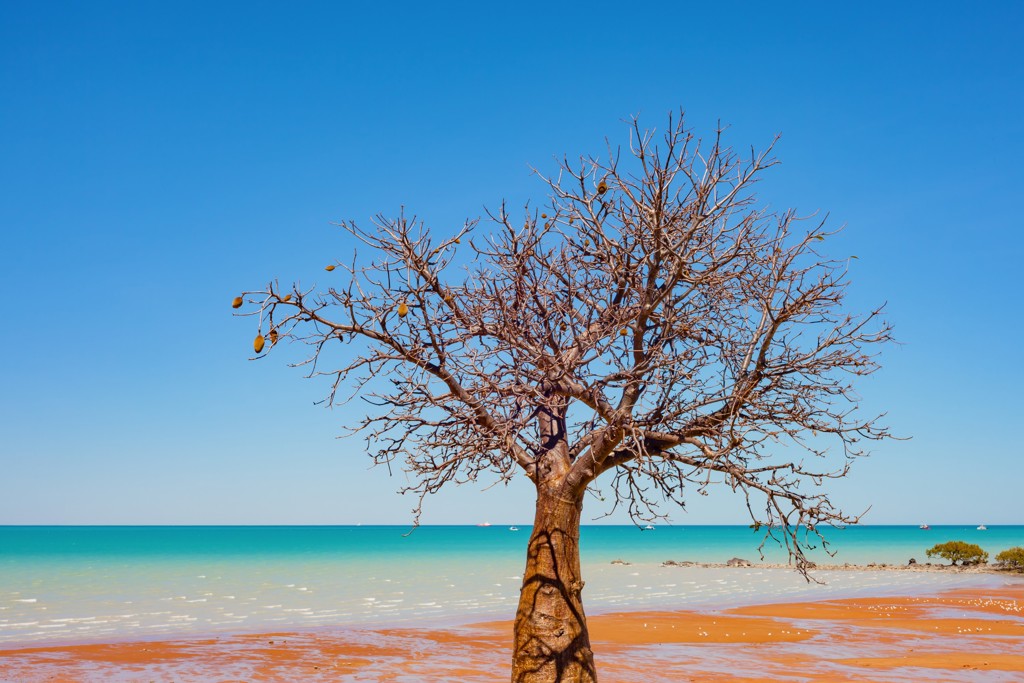 Baobabboom aan het strand met turquoise zee tijdens groepsrondreis West-Australië.