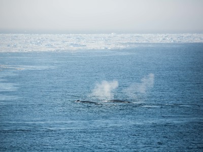 Walvis spuit water in de Disko Bay bij Groenland, met drijvend zee-ijs op de achtergrond.