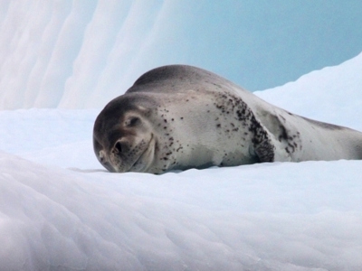 Rustende zeehond op een sneeuwbank in Antarctica tijdens Route Antarctica: Crossing the Circle.