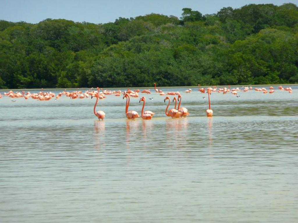 Flamingo’s in een lagune bij groene jungle tijdens een familiereis door Mexico.