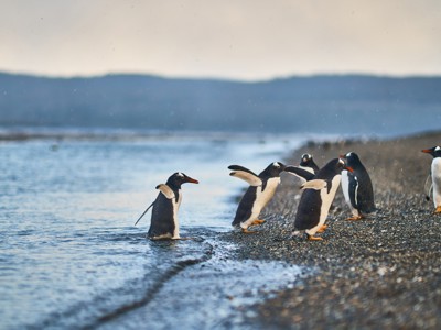 Ezelspinguïns op een kiezelstrand aan de kust van Patagonië.