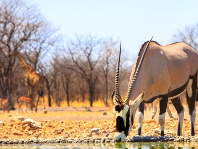 Oryx antilope drinkt bij een waterpoel in Etosha National Park, Namibië.