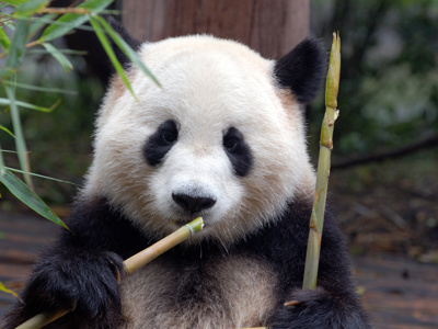 Reuzenpanda die bamboe eet tijdens de Route China.