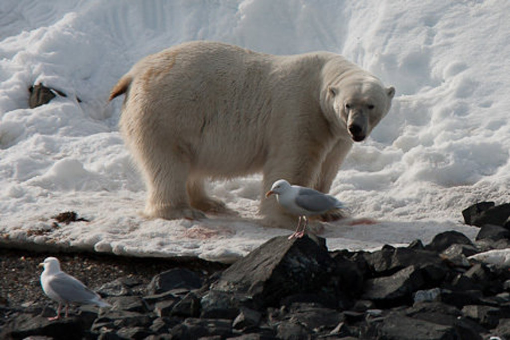 IJsbeer op een besneeuwde kust bij Spitsbergen, met meeuwen op de voorgrond.