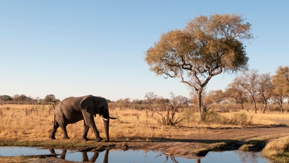 Olifant in Chobe National Park, Botswana