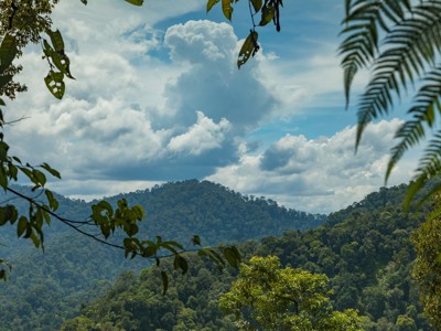 Groene jungleheuvels op Sumatra met tropische bladeren op de voorgrond en wolkenlucht erboven.