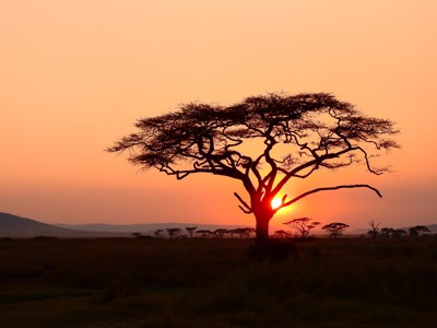 Zonsondergang achter een acaciaboom op de savanne tijdens de Route Zuid-Afrika.