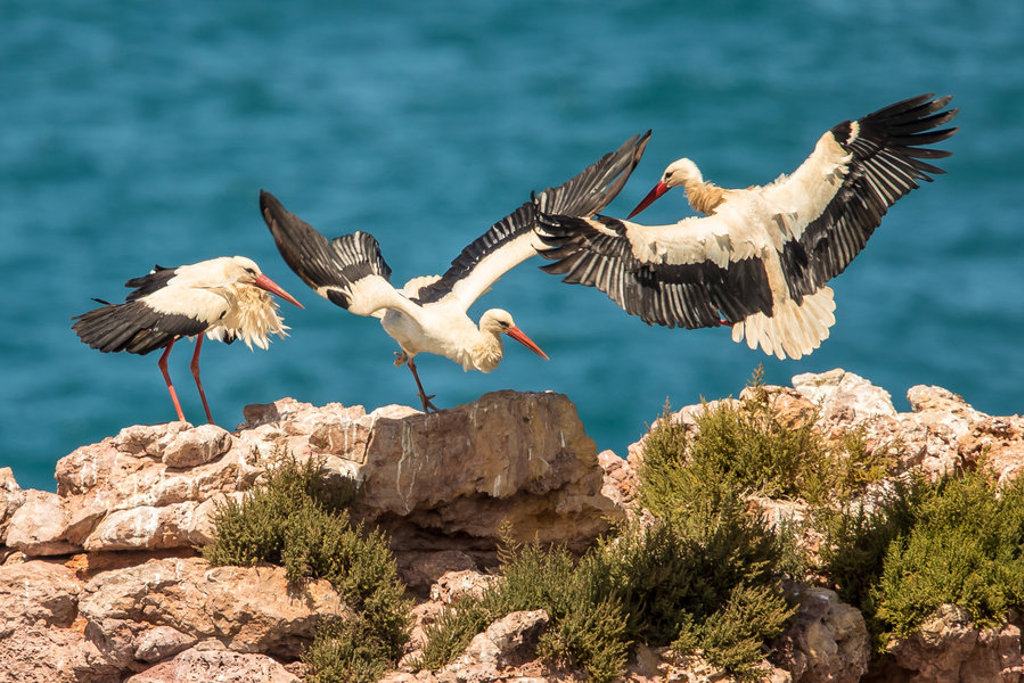 Ooievaars landen op rotsen aan de kust van de Costa Vicentina in Portugal.