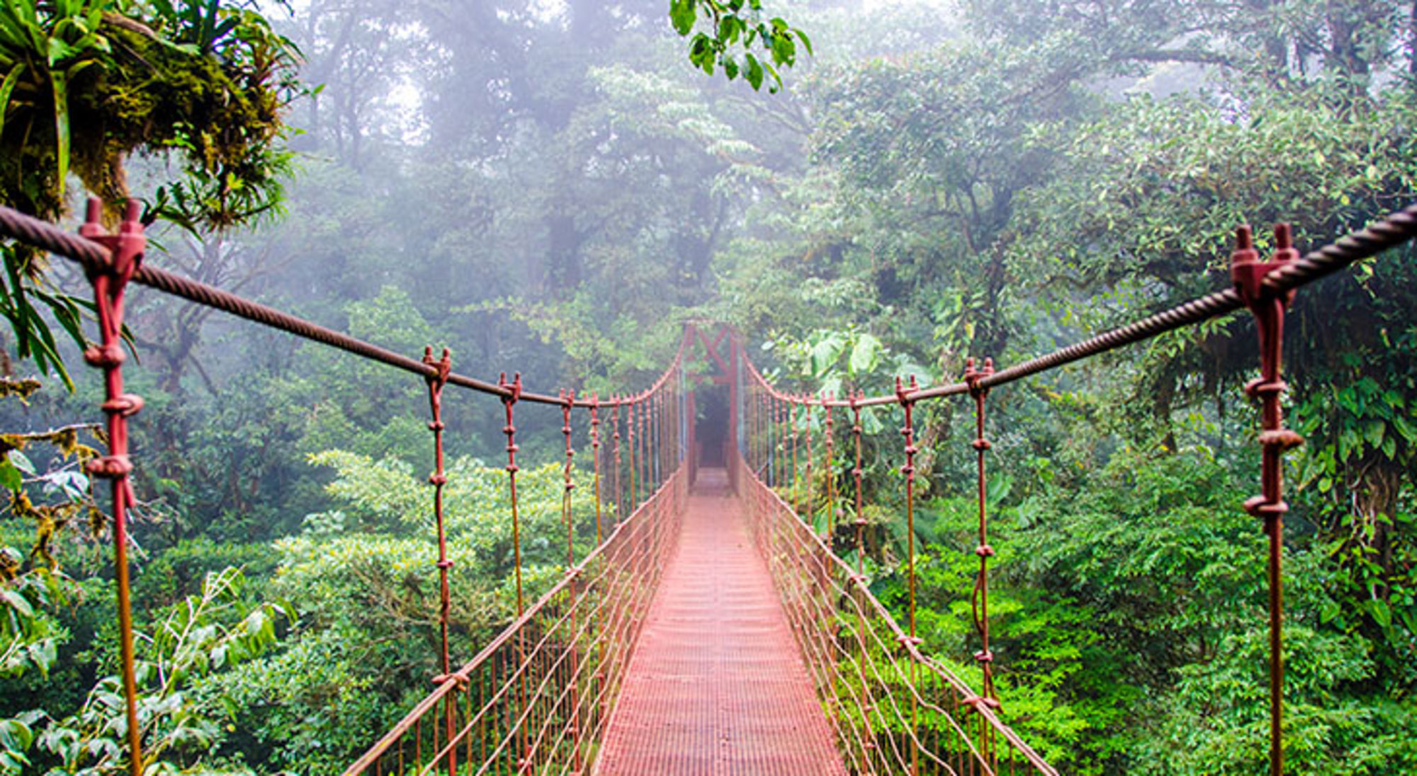 costa-rica-monteverde-hangbruggen Hangbrug door mistig regenwoud met weelderig groen langs het pad.