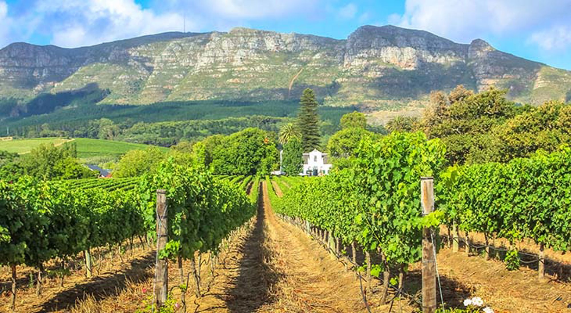 Wijngaarden en bergen in Stellenbosch Wijngaarden en bergen in Stellenbosch