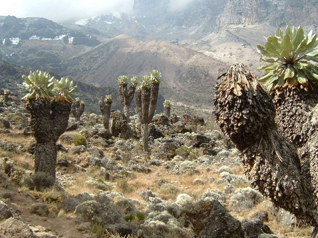 Reuzenlobelia’s in het alpiene landschap op de Kilimanjaro tijdens een wandelvakantie in Tanzania.