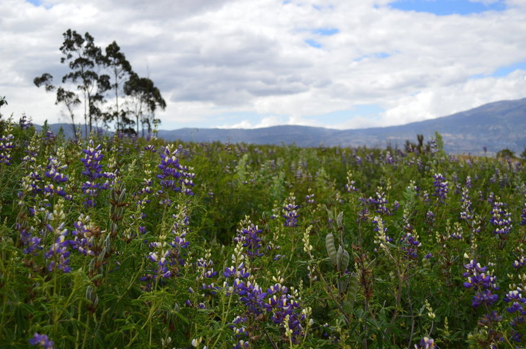 Bloemenveld met paarse lupines in de Andes van Ecuador, met bergen onder een bewolkte lucht.