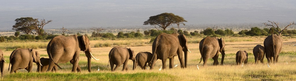 Kudde olifanten op de savanne tijdens groepsrondreis Kenia, Tanzania en Zanzibar.