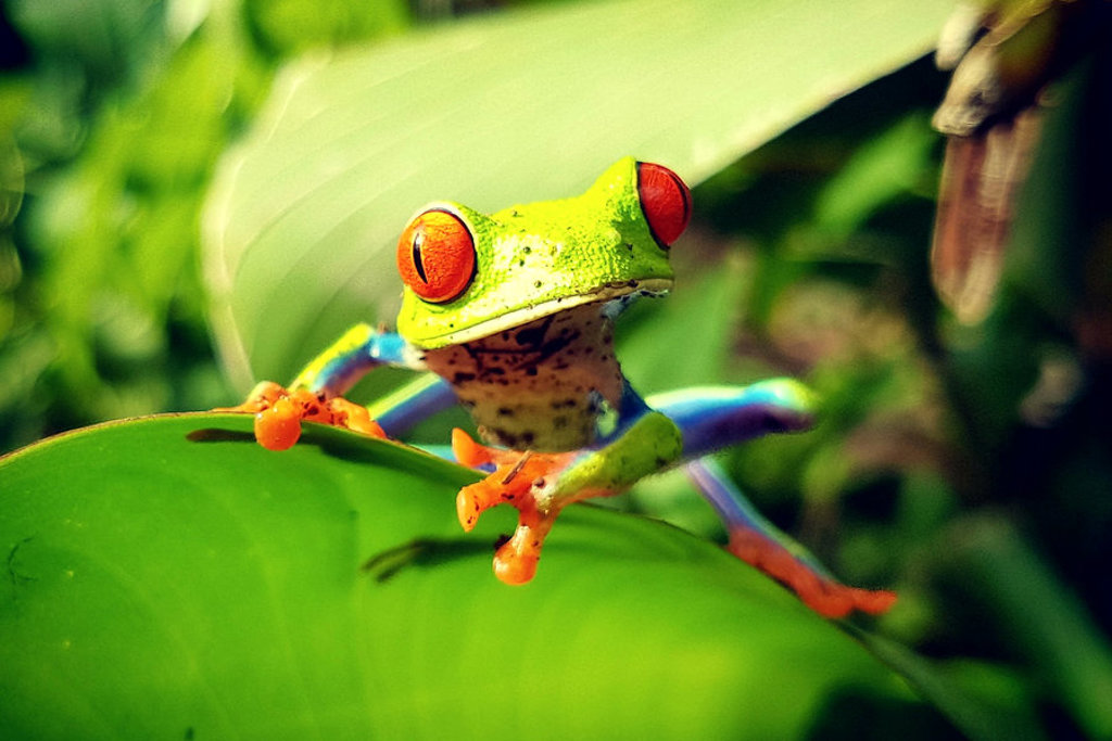 Roodoogmakikikker op een groen blad in het regenwoud van Costa Rica.
