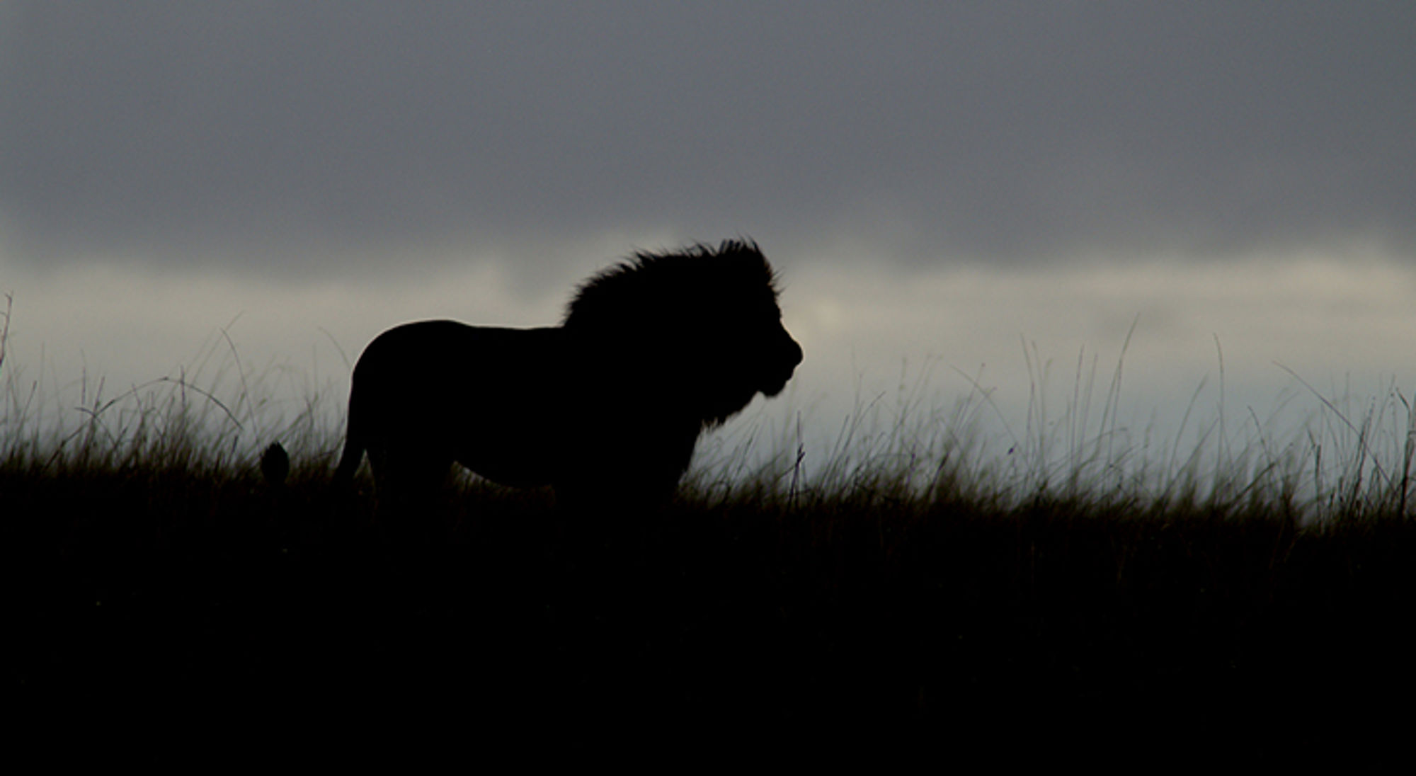 Silhouet van een leeuw in hoog gras bij schemering onder een donkere lucht.