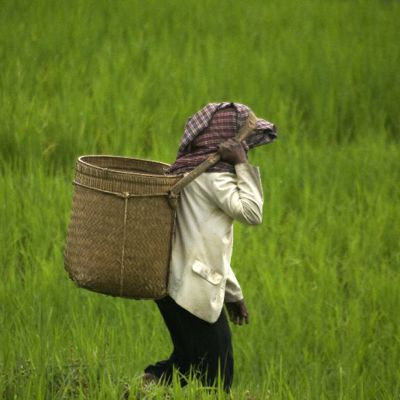 Boer met rieten draagmand loopt door een rijstveld op Sulawesi, Indonesië.