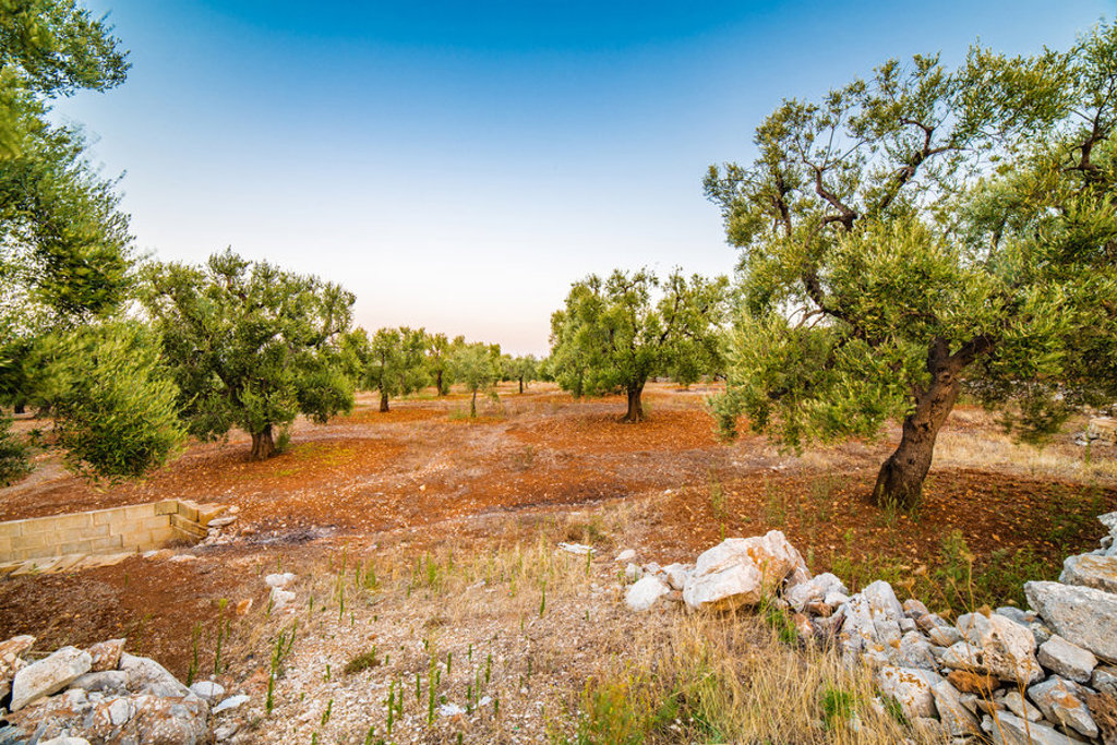 Olijfboomgaard in Puglia, Italië, met roodbruine grond en stenen muurtjes onder een heldere blauwe lucht.