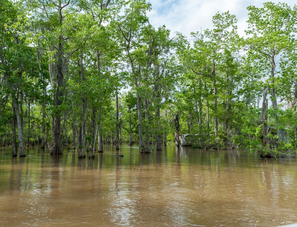 Moerasbos met cipressen in de bayou bij New Orleans, Verenigde Staten.