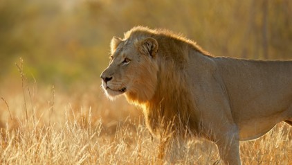 Leeuw in Kruger National Park, Zuid-Afrika