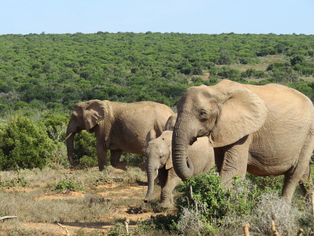 Olifantenfamilie in het groen tijdens een groepsrondreis langs de Tuinroute in Zuid-Afrika.