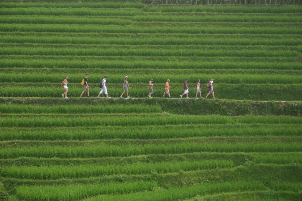 Wandelgroep op smal pad door groene rijstterrassen tijdens groepsrondreis China.