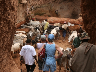 Reizigers lopen tussen een kudde koeien in een smalle zandkloof tijdens de Route Ethiopië 29 dagen.