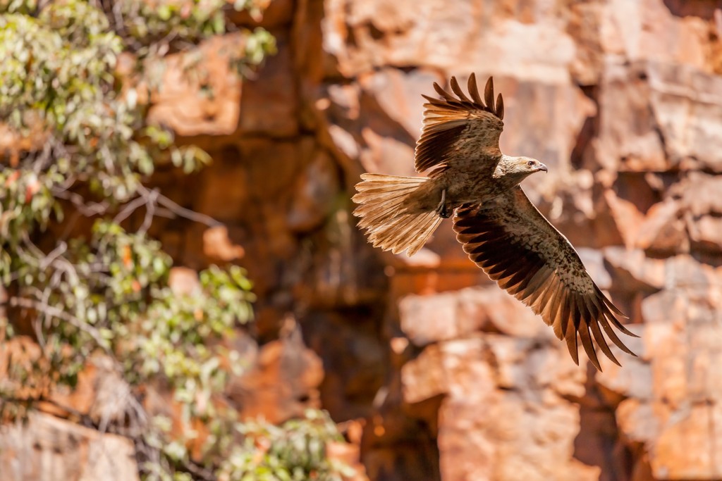 Zee-arend zweeft langs rode rotswanden in West-Australië tijdens een groepsrondreis.