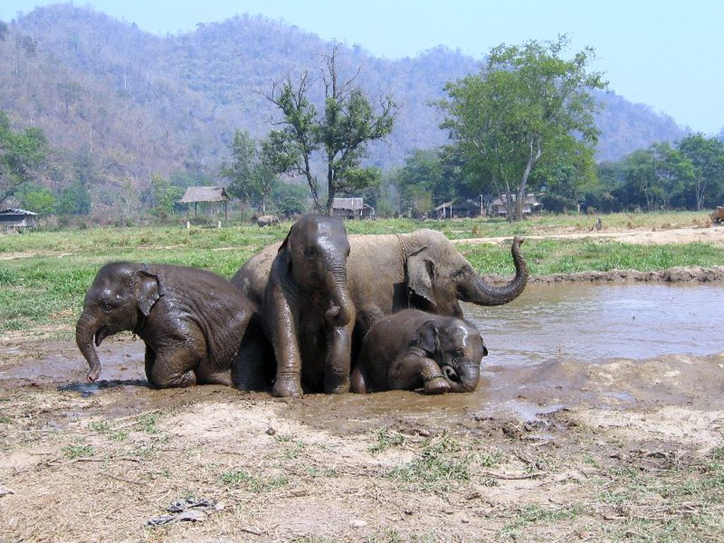 Olifanten baden in een modderpoel tijdens familiereis Thailand Noord en Zuid.